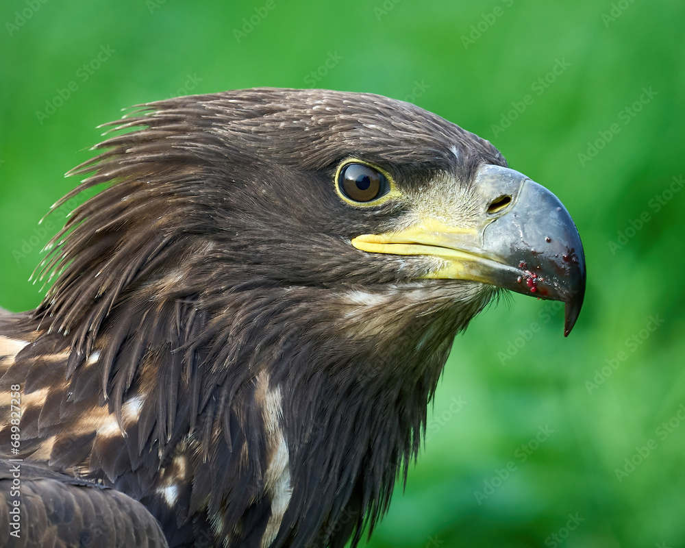 Fototapeta premium White-tailed eagle (Haliaeetus albicilla)