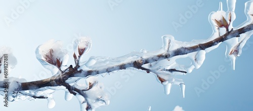 Close up of frozen branch with bud covered with ice Bad weather condition in spring for fruit production. Copyspace image. Square banner. Header for website template