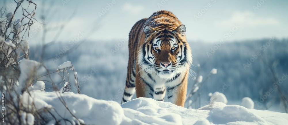Careful amur tiger is standing on a white snow and looking away Siberian tiger Panthera tigris tigris Animals in wildlife. Copyspace image. Square banner. Header for website template