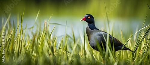 Common Moorhen Gallinula chloropus wandering in the grass. Copyspace image. Square banner. Header for website template photo