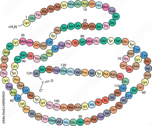 Primary structure of ribonuclease