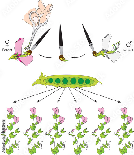 Mendel Genetics (Gregor Mendel); Pea Experiment, Crossing