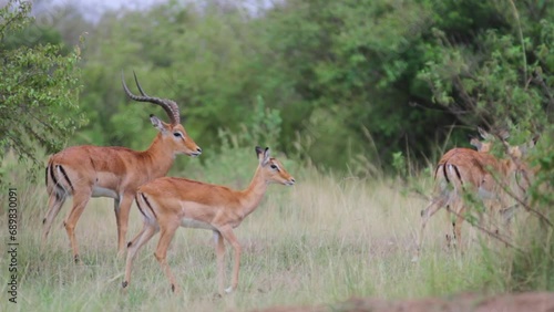 Panning With Wild Impalas In Grassy Field