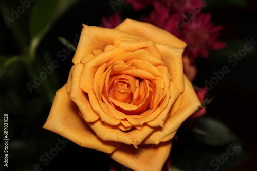 orange rose on black background