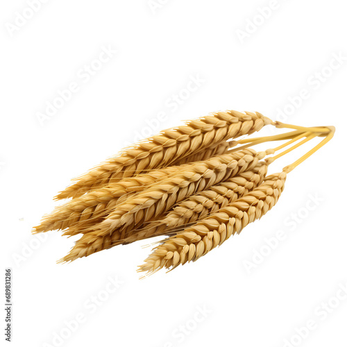 Wheat ears on transparent background PNG