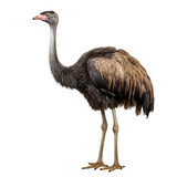 ostrich on a transparent background PNG is easy to use to decorate projects.