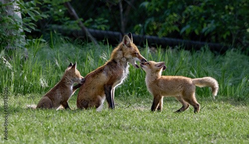 Male Red Fox interacting with Kits