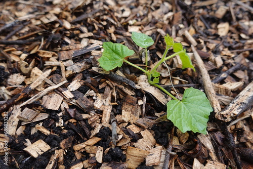 small cucamelon plant growing with wood mulch. young cucamelon crop in the vegetable garden