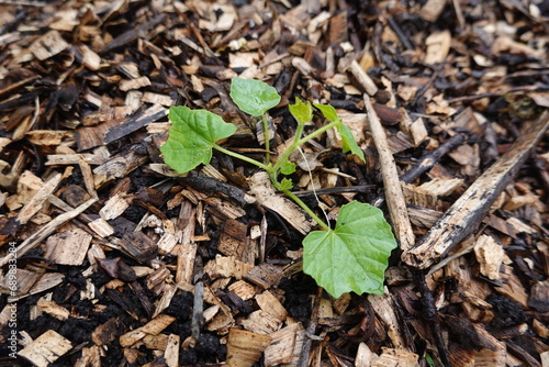 young cucamelon plant sprouting in mulched soil. cucamelon cultivation in the vegetable garden photo