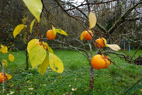 persimmon fruit on tree to be harvested. persimmon with raindrops in autumn. photo