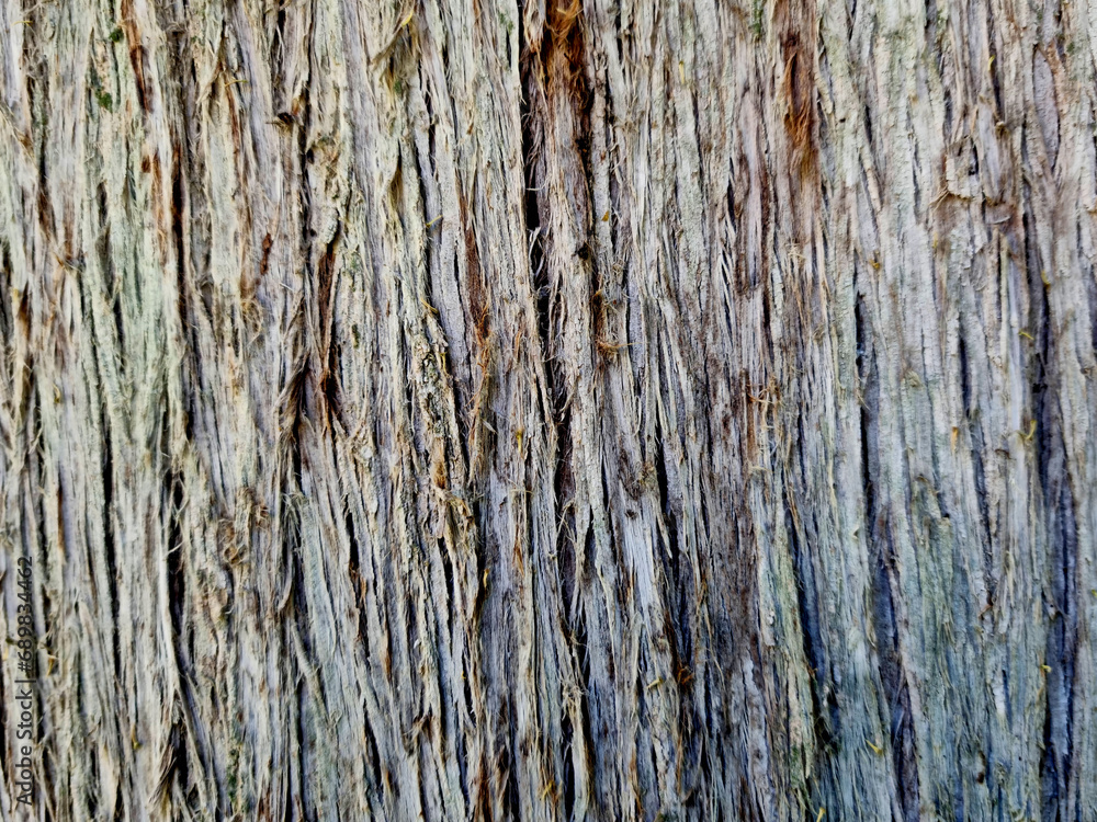 wood texture with traces on the bark wood texture with traces on the bark