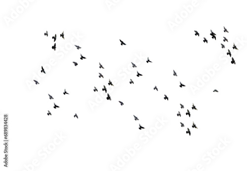 A flock of pigeons are flying in the sky isolated against a white background © Gold Picture