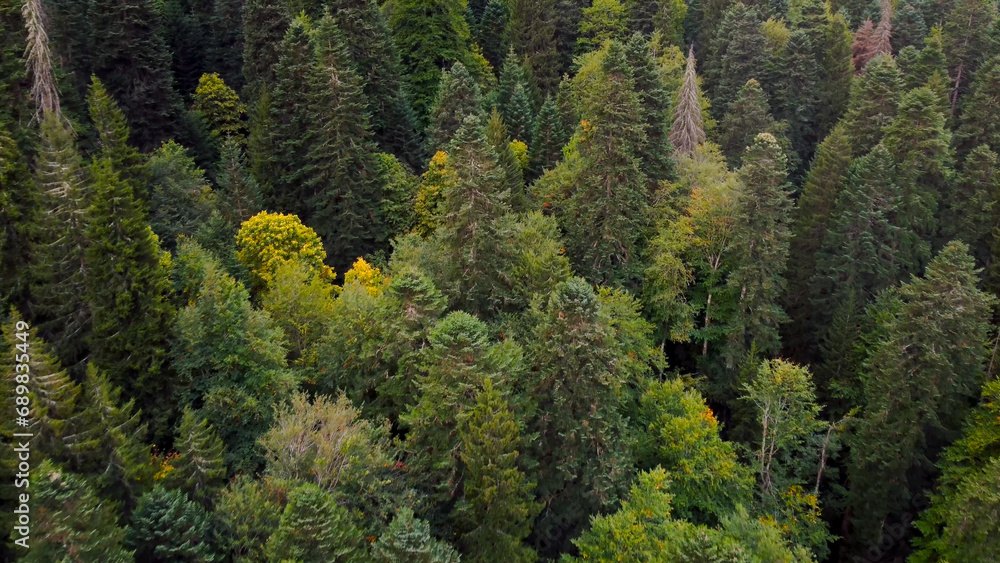 The drone flies over the autumn forest in the fog