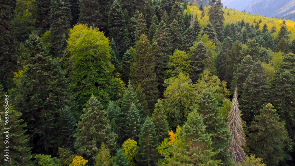 The drone flies over the autumn forest in the fog The drone flies over the autumn forest in the fog