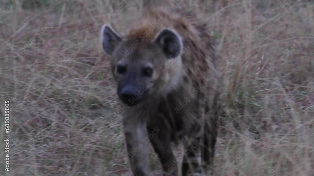 Hyena walking through tall grass - close up Hyena walking through tall grass - close up