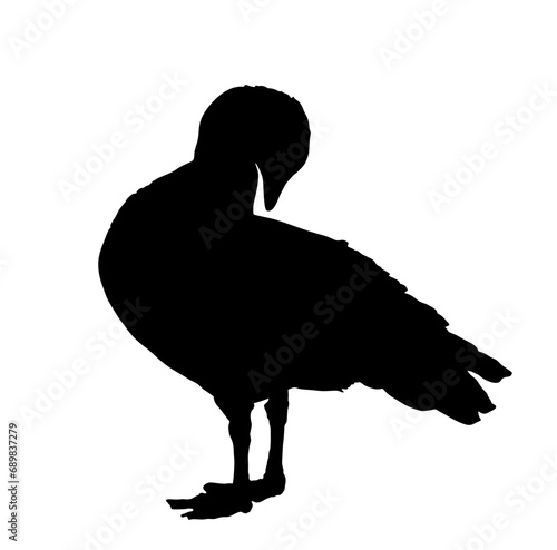 Magellanic goose vector silhouette illustration isolated on white background. Chloephaga picta. Wild goose bird cleans its feathers wings. Washing body by beak hygiene. Magellanic goose shape shadow. photo