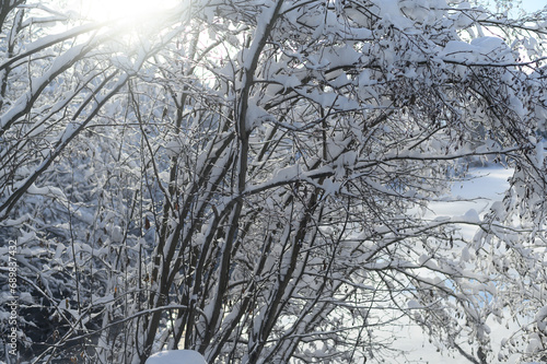 snow covered trees © JonoPrincePhoto