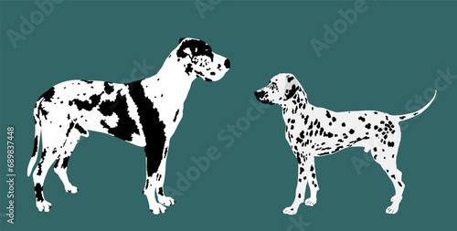 Great Dane dog against Dalmatian dog vector illustration isolated on background. Beware of dog. Protective sign. Guardian dog breed. Lovely pet, mans best friends and family member.