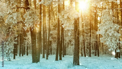 Winter landscape with snowy forest and falling snow against sunbeams, 4k video footage