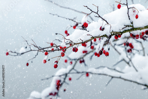Snow covered hawthorn branch with red berries on blurred background during snowfall