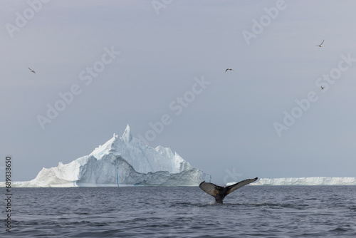 View of fin whale tail in front of an iceberg of Ilulissat, Greenland. photo