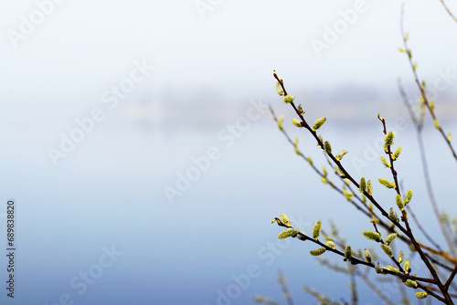Willow branch with catkins near the river in the morning fog