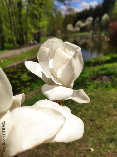 White magnolia flower