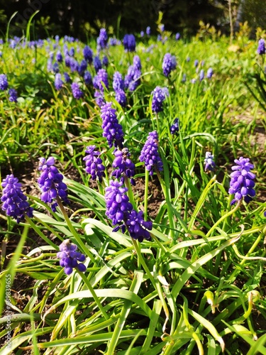 Purple flowers in the field
