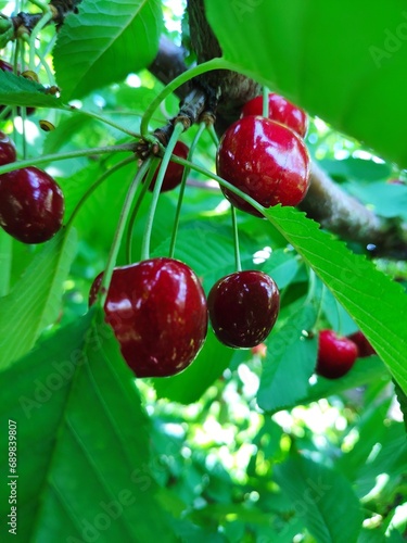 Cherries on the tree
