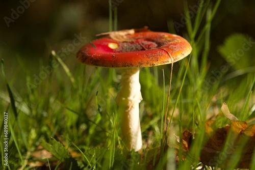 grzyb czerwony w trawie  © Sylwester