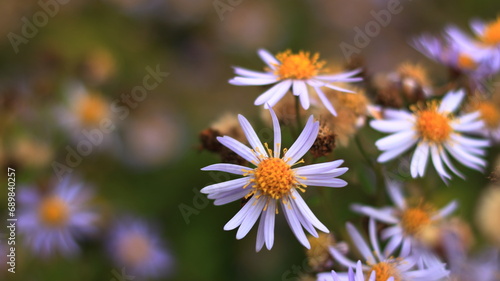 kwiatki z bliska ujecie makro © Sylwester