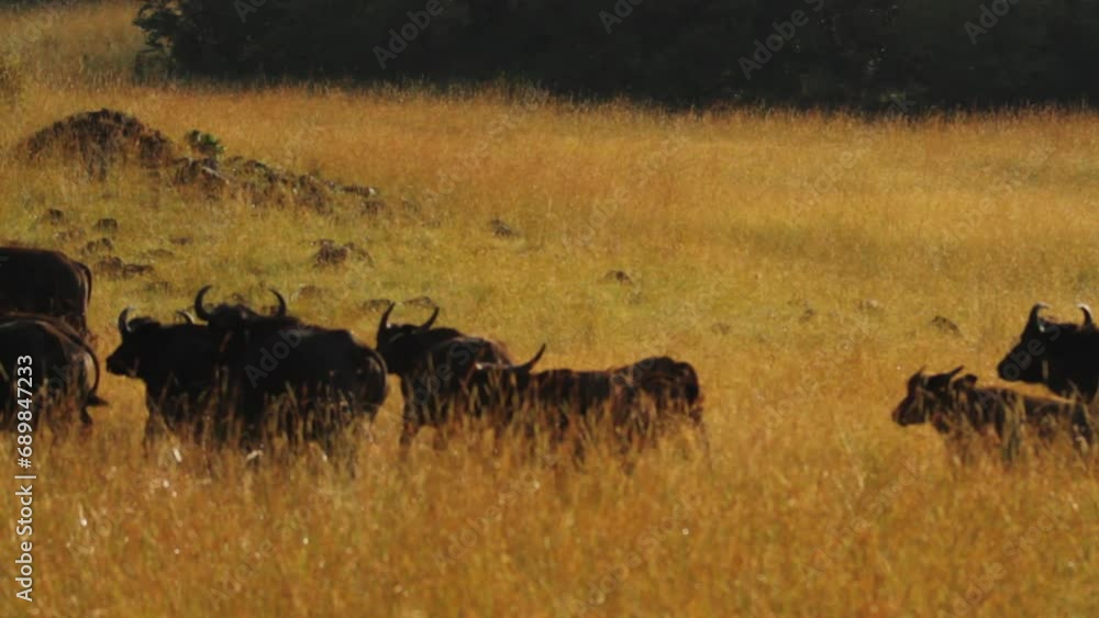 Water buffalos running through Kenya field - wide shot Water buffalos running through Kenya field - wide shot