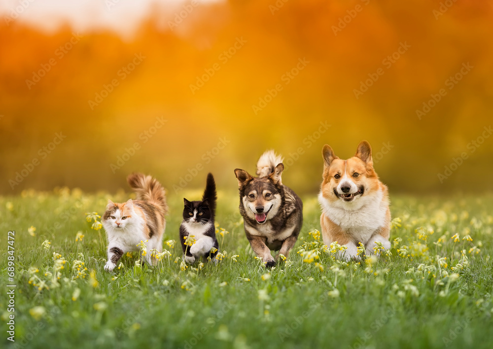 cute domestic cats and dogs of various colors run through a summer sunny meadow