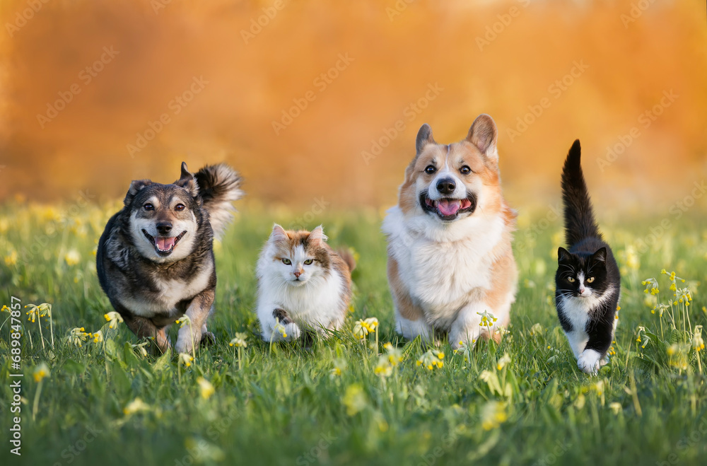 cute domestic cats and dogs of various colors run through a summer sunny meadow cute domestic cats and dogs of various colors run through a summer sunny meadow