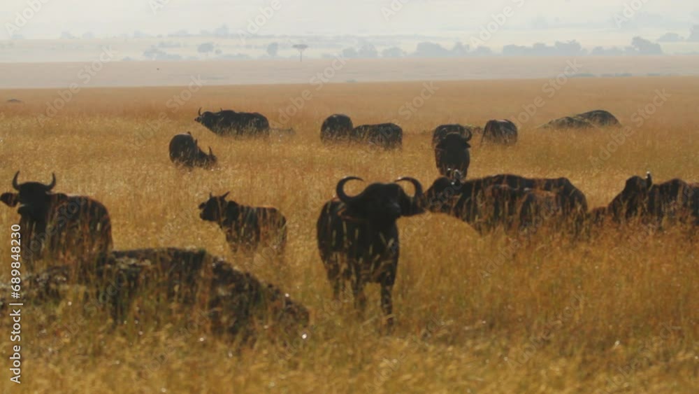 Herd of water buffalo in grassy field, wide shot Herd of water buffalo in grassy field, wide shot