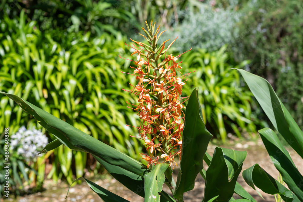 Ginger lily (hedychium gardnerianum) flowers in bloom Ginger lily (hedychium gardnerianum) flowers in bloom
