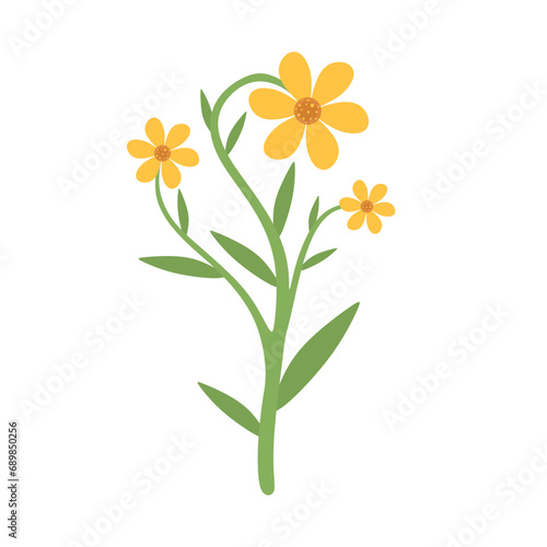 Blooming field yellow flower  wildflower branch. Hand drawn of blooming floral plant with leaf  petals isolated on white background. Beautiful field flower in colored flat style. Vector illustration