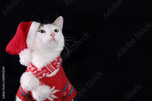 Cat in winter clothes. White cat wearing Santa Claus xmas red cap looks up. Merry Christmas. Xmas Greeting card. Happy New Year. Cat with Santa hat on a black background. Santa's helper. Holida © Mariia