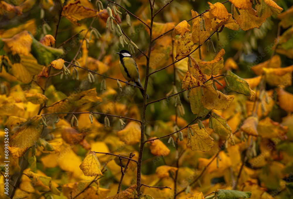 photo paysage d'automne, avec des branches de noisetier aux feuilles jaune uniformément, avec une mésange charbonnière