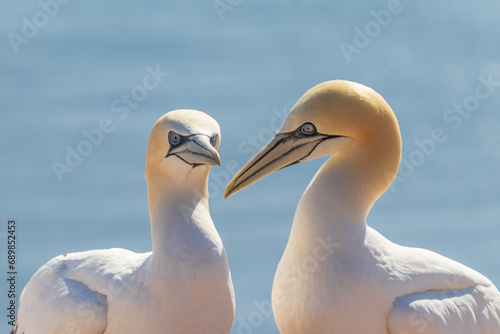 Wild bird in the wild Morus bassanus - Northern Gannet on the island of Helgoland on the North Sea in Germany. photo