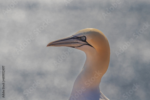 Wild bird in the wild Morus bassanus - Northern Gannet on the island of Helgoland on the North Sea in Germany.