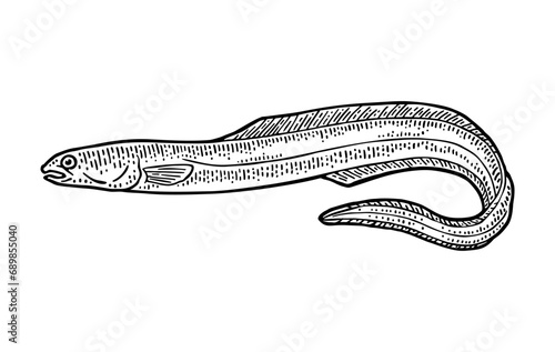 Whole fresh fish eel. Vector engraving vintage