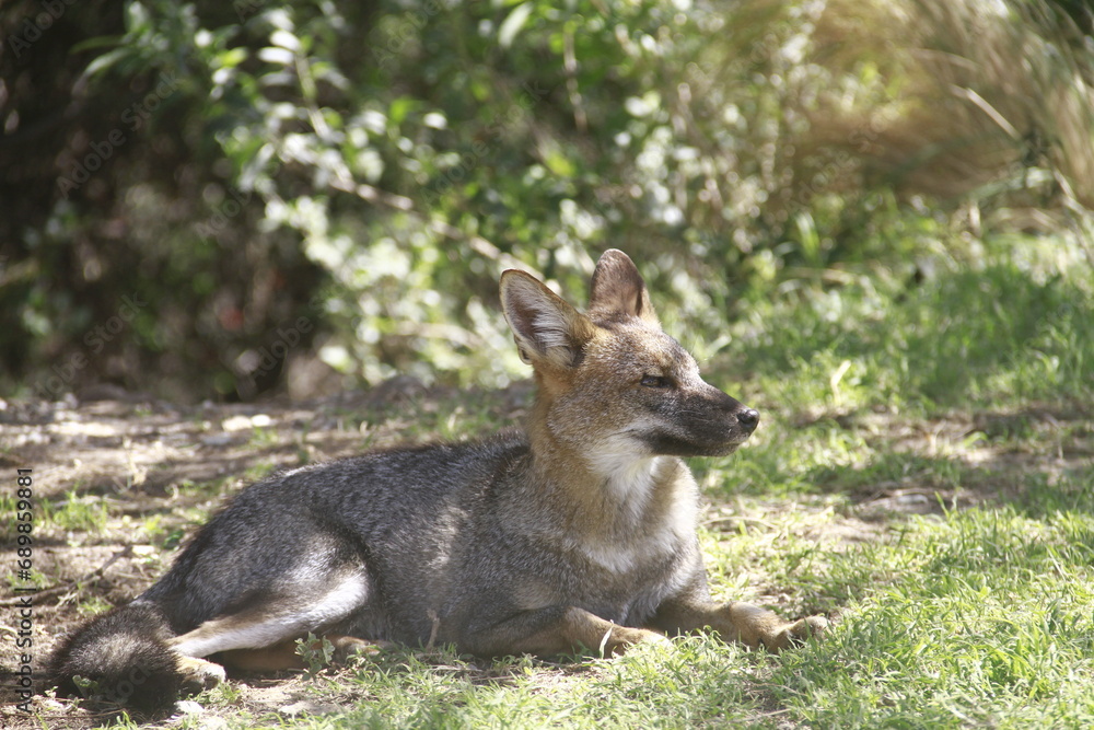 Fox Fox