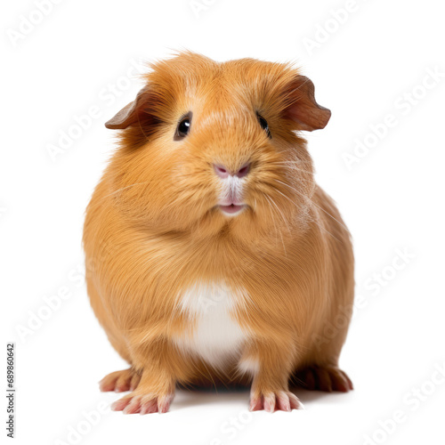 Guinea pig isolated on transparent