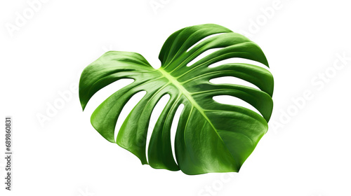 Monstera leaves Isolated on transparent background 