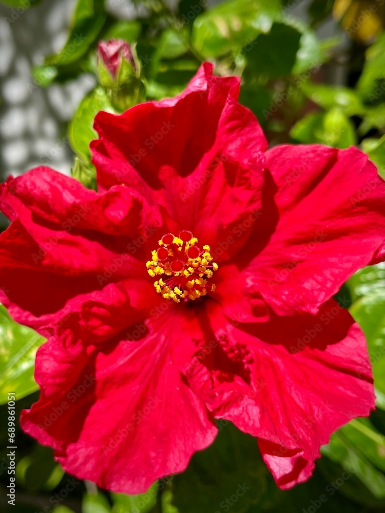 close up of a red hibiscus flower on a sunny summer day
