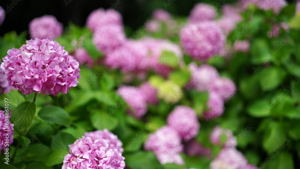 Blooming hydrangea pink close-up. Beautiful large hydrangea macrophyllus flower background. Selective focus. Blooming hydrangea pink close-up. Beautiful large hydrangea macrophyllus flower background. Selective focus.