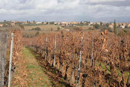 A vineyard in Tuscany in Italy at autumn