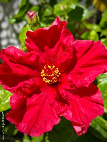 close up of a red hibiscus flower on a sunny summer day 