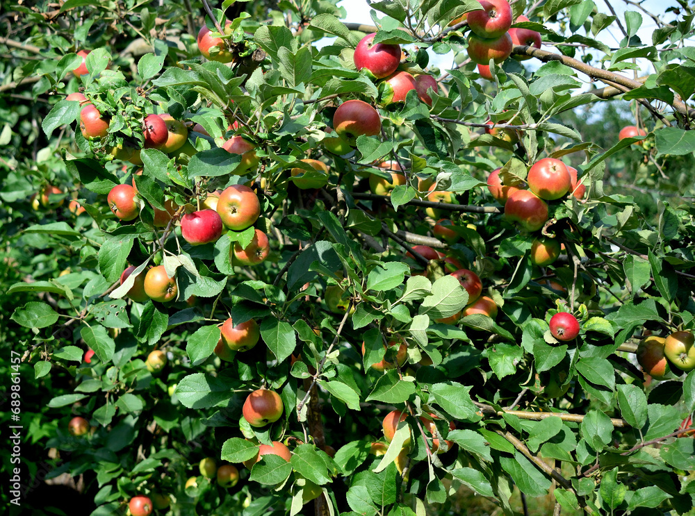 apple tree with beautiful red apples, close-up as a texture for background